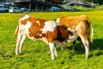 Kalb wird gesäugt