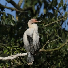 Downy Young Anhinga 