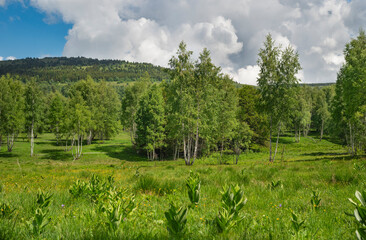 Birch grove with untouched grass on a summer sunny day.