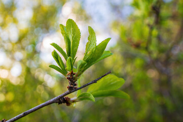 one branch with green leaves in the forest