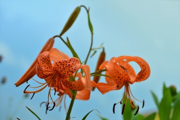 コオニユリ（小鬼百合）　Lilium leichtlinii f. pseudotigrinum