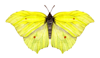 Watercolor the common brimstone butterfly. Gonepteryx rhamni isolated on white background. Hand drawn painting insect illustration.