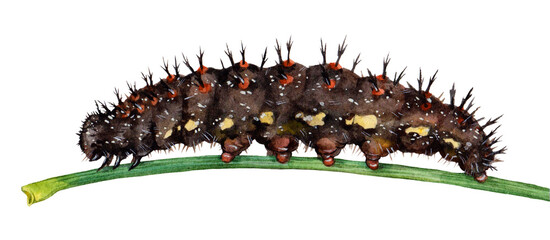 Watercolor red admiral or red admirable butterfly caterpillar. Vanessa atalanta isolated on white background. Hand drawn painting insect illustration.