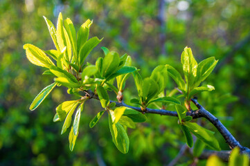 Obraz premium one branch with green leaves in the forest