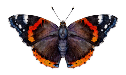 Fototapeta na wymiar Watercolor red admiral or red admirable butterfly. Vanessa atalanta isolated on white background. Hand drawn painting insect illustration.