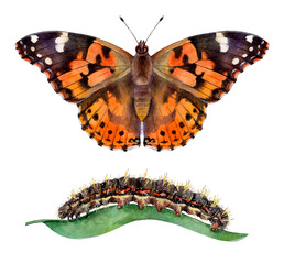 Watercolor painted lady or cosmopolitan butterfly and caterpillar. Vanessa cardui isolated on white background. Hand drawn painting insect illustration. © Екатерина Роменская