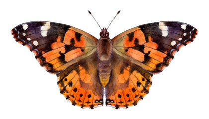 Watercolor painted lady or cosmopolitan butterfly. Vanessa cardui isolated on white background. Hand drawn painting insect illustration.