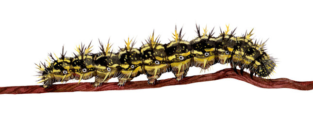 Watercolor Small tortoiseshell caterpillar. Aglais urticae isolated on white background. Hand drawn painting insect illustration.