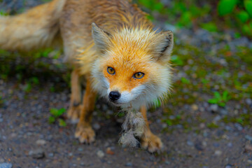 red fox cub
