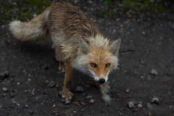 red fox vulpes