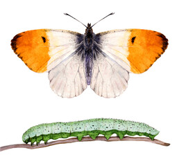 Watercolor the orange tip butterfly and caterpillar. Anthocharis cardamines isolated on white background. Hand drawn painting insect illustration. © Екатерина Роменская