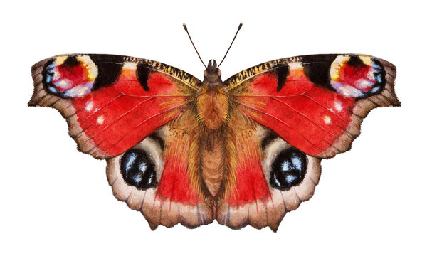 Watercolor European peacock or peacock butterfly butterfly. Aglais io isolated on white background. Hand drawn painting insect illustration.