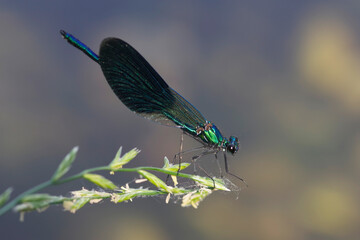 Dragonfly Calopteryx splendens (Harris, 1782)