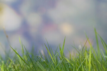 green grass with blurred background