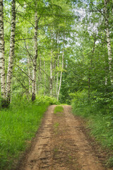 Fototapeta premium Birch grove with untouched grass on a summer sunny day.