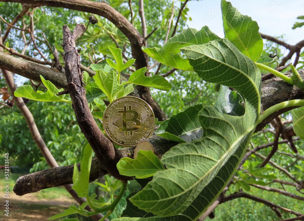 Poster Bitcoin, crypto monnaie dans un arbre