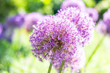 Fototapeta premium Blume