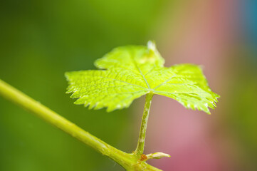 one branch with green wine leaves in the forest