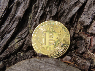 Bitcoin dorée sur un tronc d’arbre