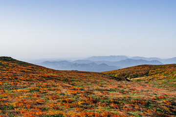 紅葉の栗駒山、紅葉の絨毯、赤の絨毯