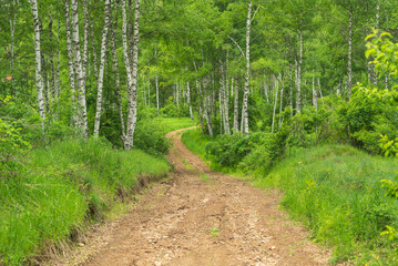 Obraz premium Birch grove with untouched grass on a summer sunny day.