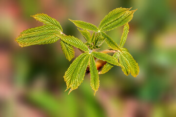 one branch with green beech leaves in the forest