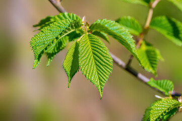 one branch with green beech leaves in the forest