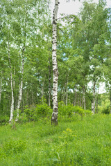 Obraz premium Birch grove with untouched grass on a summer sunny day.