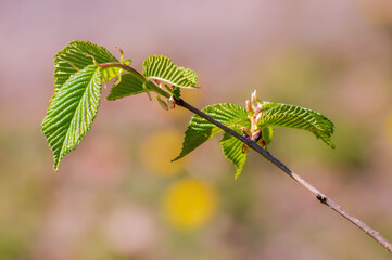 one branch with green beech leaves in the forest