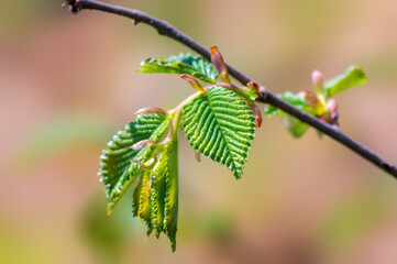 one branch with green beech leaves in the forest