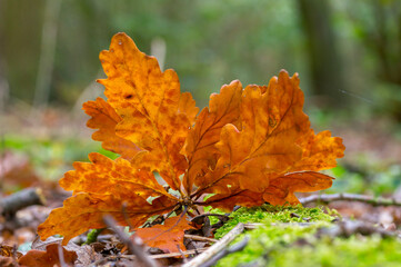 one branch with brown autumn leaves in the forest