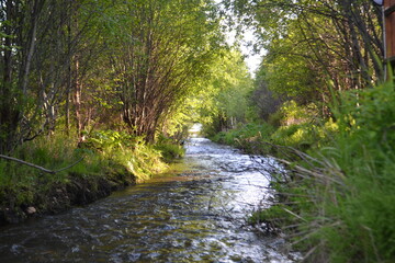river in the forest