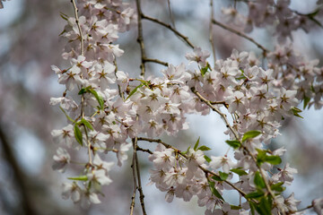Fully bloomed cherry blossoms at Samurai District of Kakunodate,Akita,Tohoku,Japan in spring.