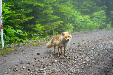 Naklejka premium squirrel in the forest