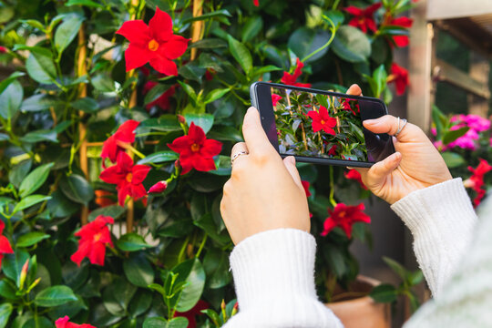 Anonymous woman taking picture of flowers in market