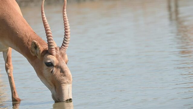 Wild saiga antelope or Saiga tatarica drinks in steppe. 4K