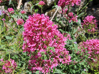 Fleurs sauvages roses dans les Cévennes, Occitanie