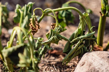 Outdoor kussens Plant suffering from drought during the heat wave/Plante souffrant de sécheresse durant la canicule © Clémence BAJEUX