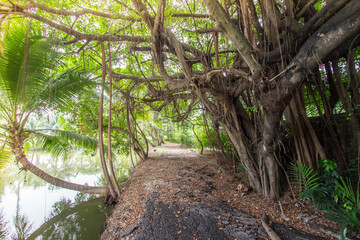 Under the shade of banyan trees in Thailand countryside.