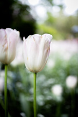 white tulip in the garden