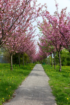 Park alley with almond trees on both sides with lovely pink flowers