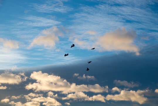 sunset scenery, blue and grey sky, floating bright clouds and flying doves