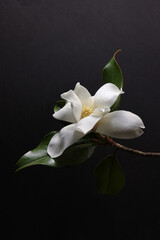 Fiore di magnolia reciso. Still life dei petali dalle delicate tonalità bianco e avorio su fondo grigio