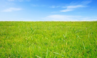 Fototapeta premium Garden Background Very Cool