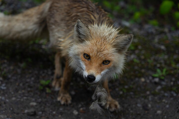 Fototapeta premium red fox vulpes