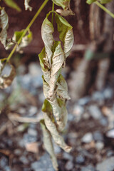 Plant suffering from drought during the heat wave/Plante souffrant de sécheresse durant la canicule