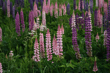 Wild flowers of legume family lupine pink purple and lilac grow in field in summer. Floral minimalistic background with green grass. The concept of beautiful wild plants. Lupinus field.