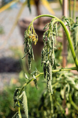 Plant suffering from drought during the heat wave/Plante souffrant de sécheresse durant la canicule