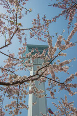Hakodate,Hokkaido,Japan on April 29,2018:Springtime at Goryokaku Tower,with fully-bloomed cherry blossoms in the foreground.