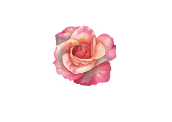 Rose painted in watercolor on a white background.